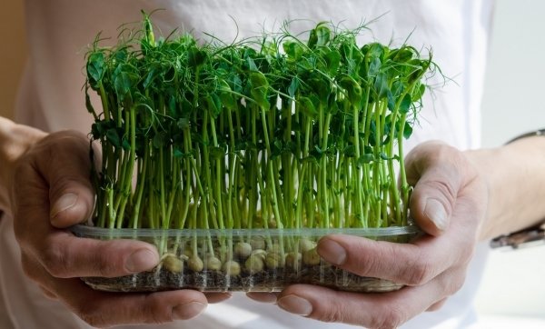 Microgreen: big earnings on small sprouts
